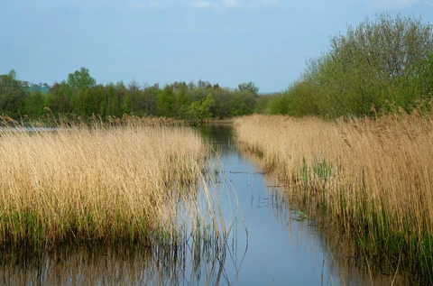 Westhay Moor and Somerset Wetlands Loop