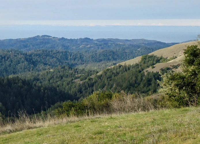 Santa Rosalia Mountain via Buzzard Lagoon Road