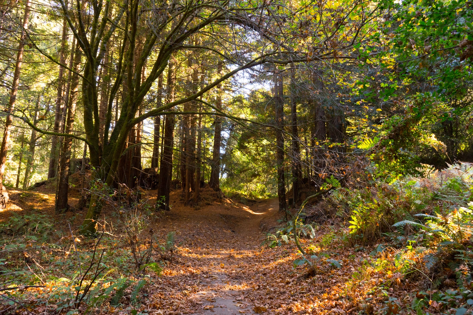 An image depicting the trail Sand Point - West Ridge Loop Trail and its surrounding area.