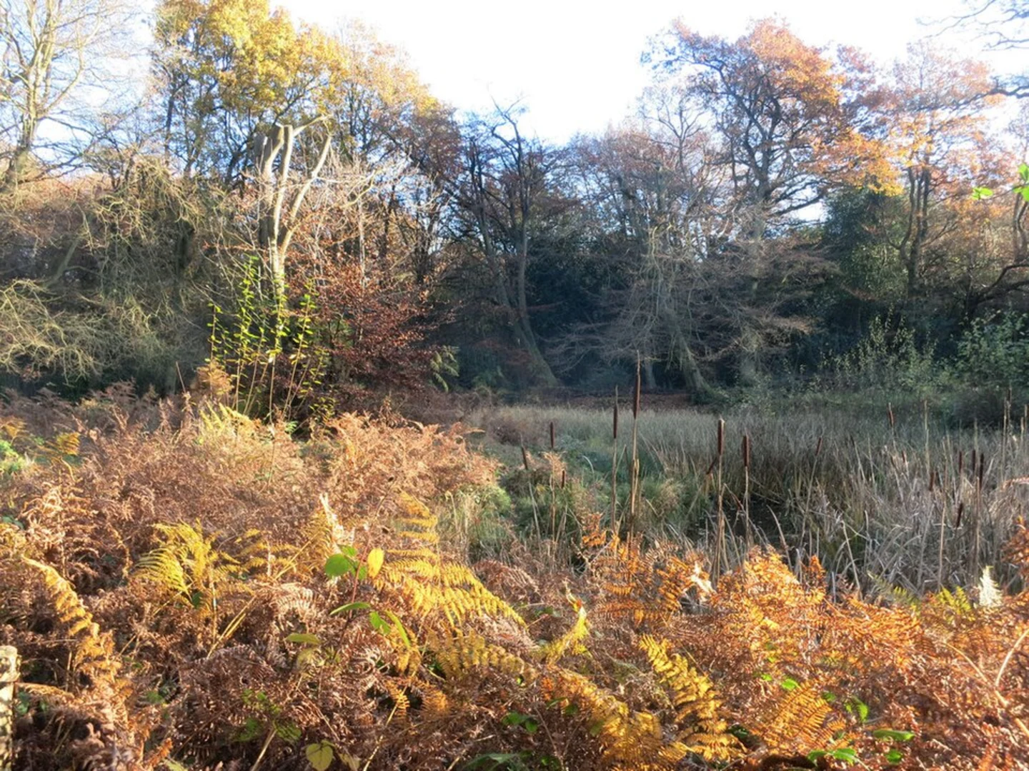 An image depicting the trail Naphill Common and Oaks Wood Loop and its surrounding area.
