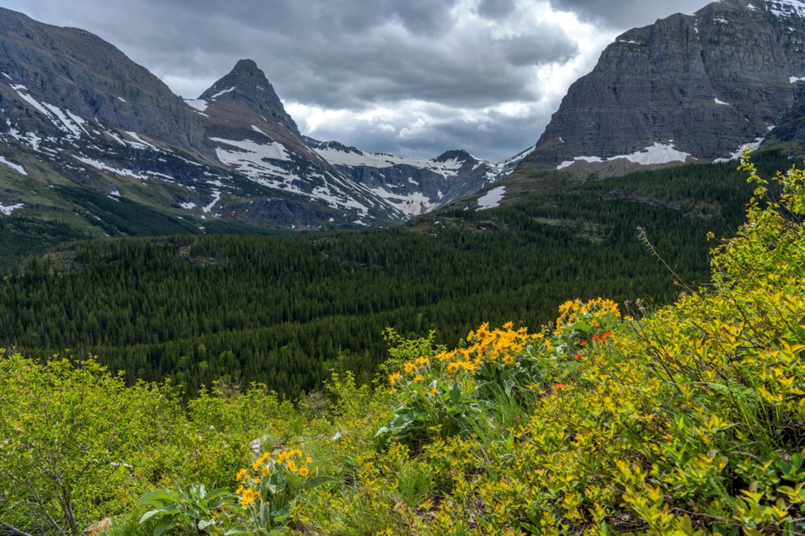 An image depicting the trail Swiftcurrent Pass Trail and its surrounding area.