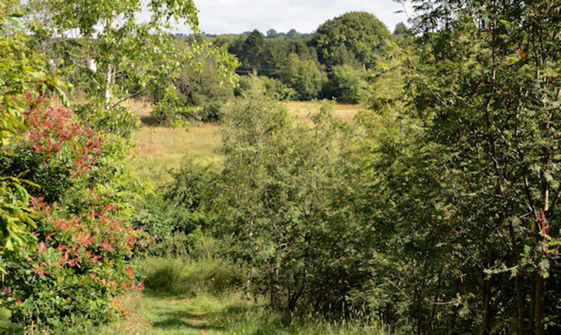 An image depicting the trail Glasswater Wood Oak Trail and its surrounding area.