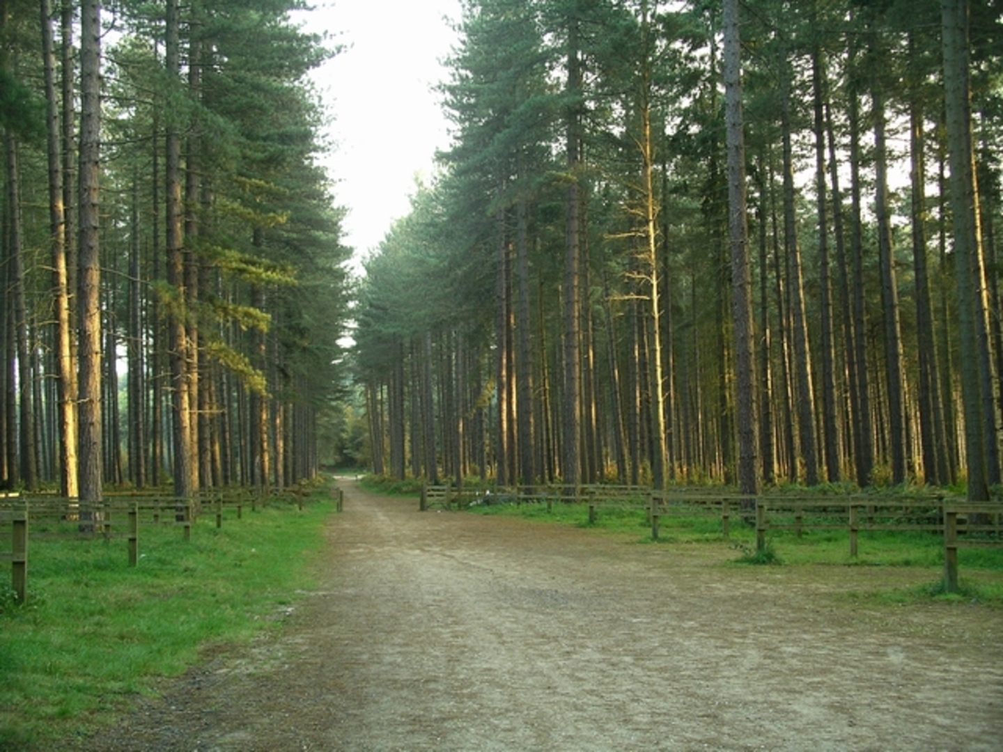 An image depicting the trail Clipstone Forest Short Loop and its surrounding area.
