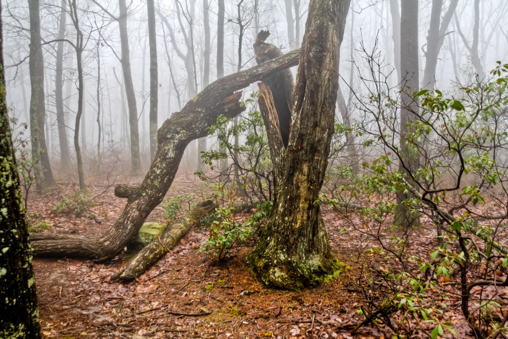 An image depicting the trail Perimeter Trail and its surrounding area.