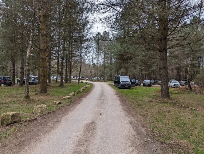 Thetford Forest