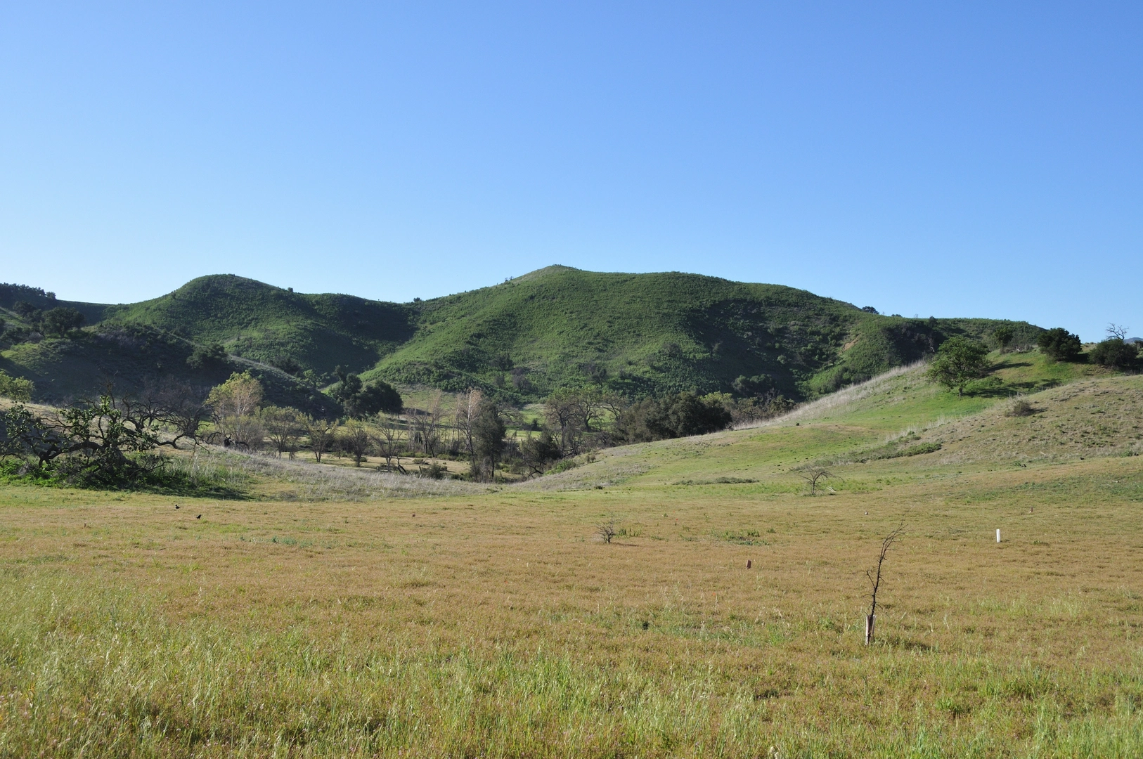 An image depicting the trail Cheeseboro Canyon and Palo Comado Loop and its surrounding area.