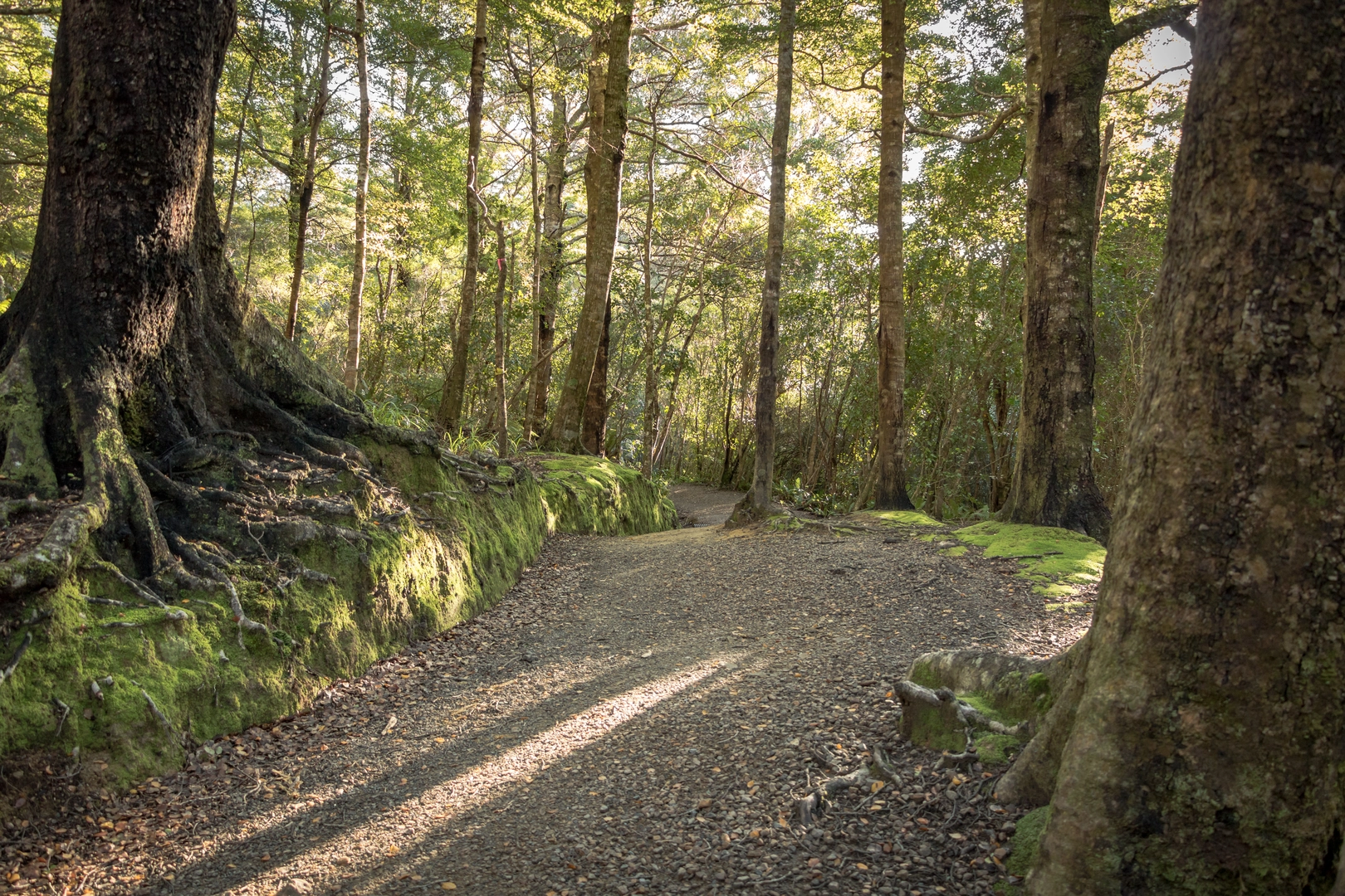 An image depicting the trail Butcher Track and its surrounding area.