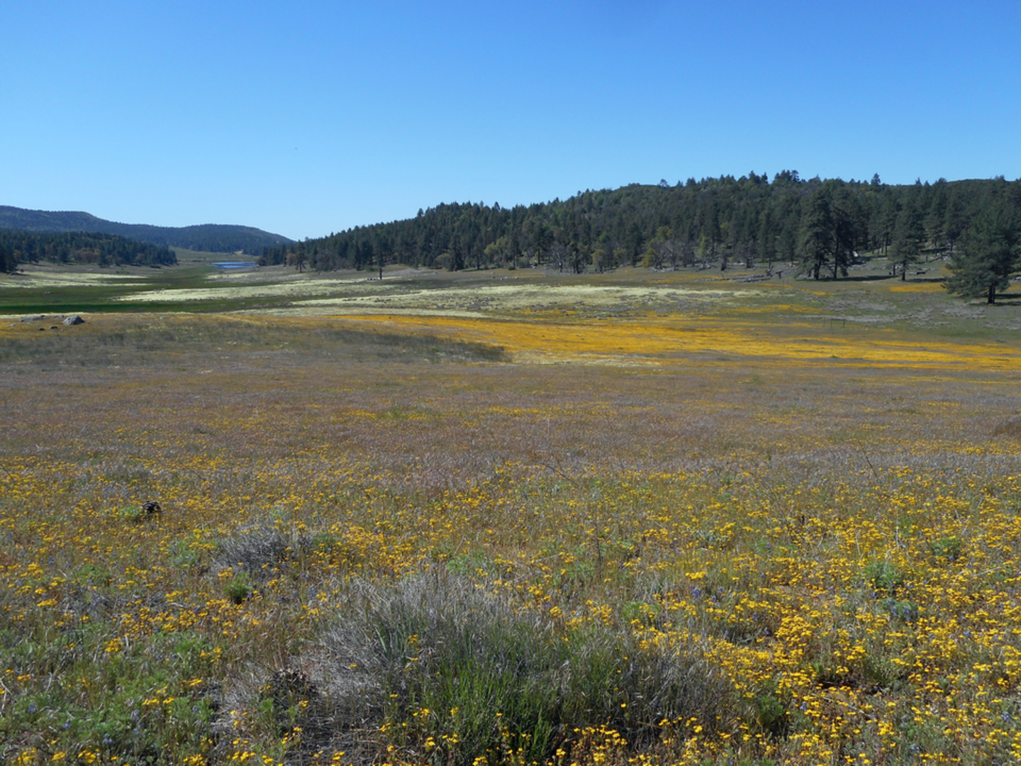 An image depicting the trail Little Laguna Lake via Big Laguna Trail and its surrounding area.