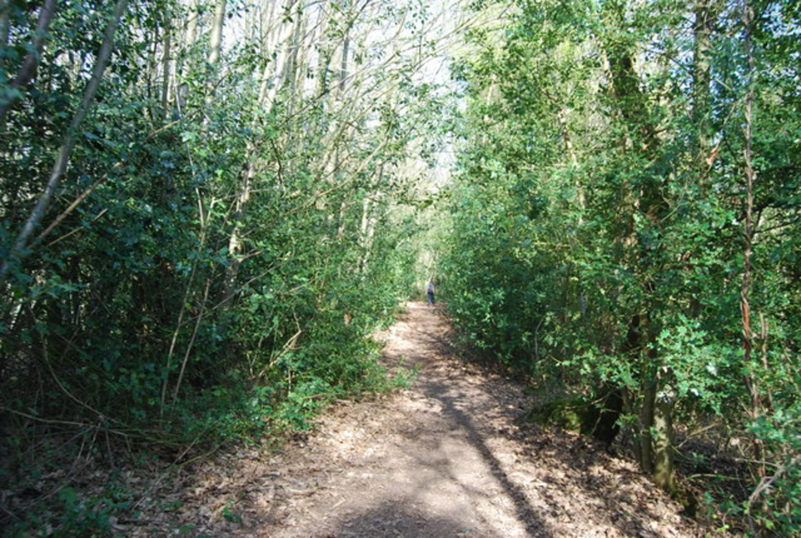 An image depicting the trail Sevenoaks Weald and Charcott Loop via Yorks Hill Loop and its surrounding area.