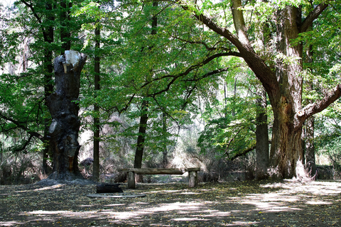 The Viking and Blue Hills Trail