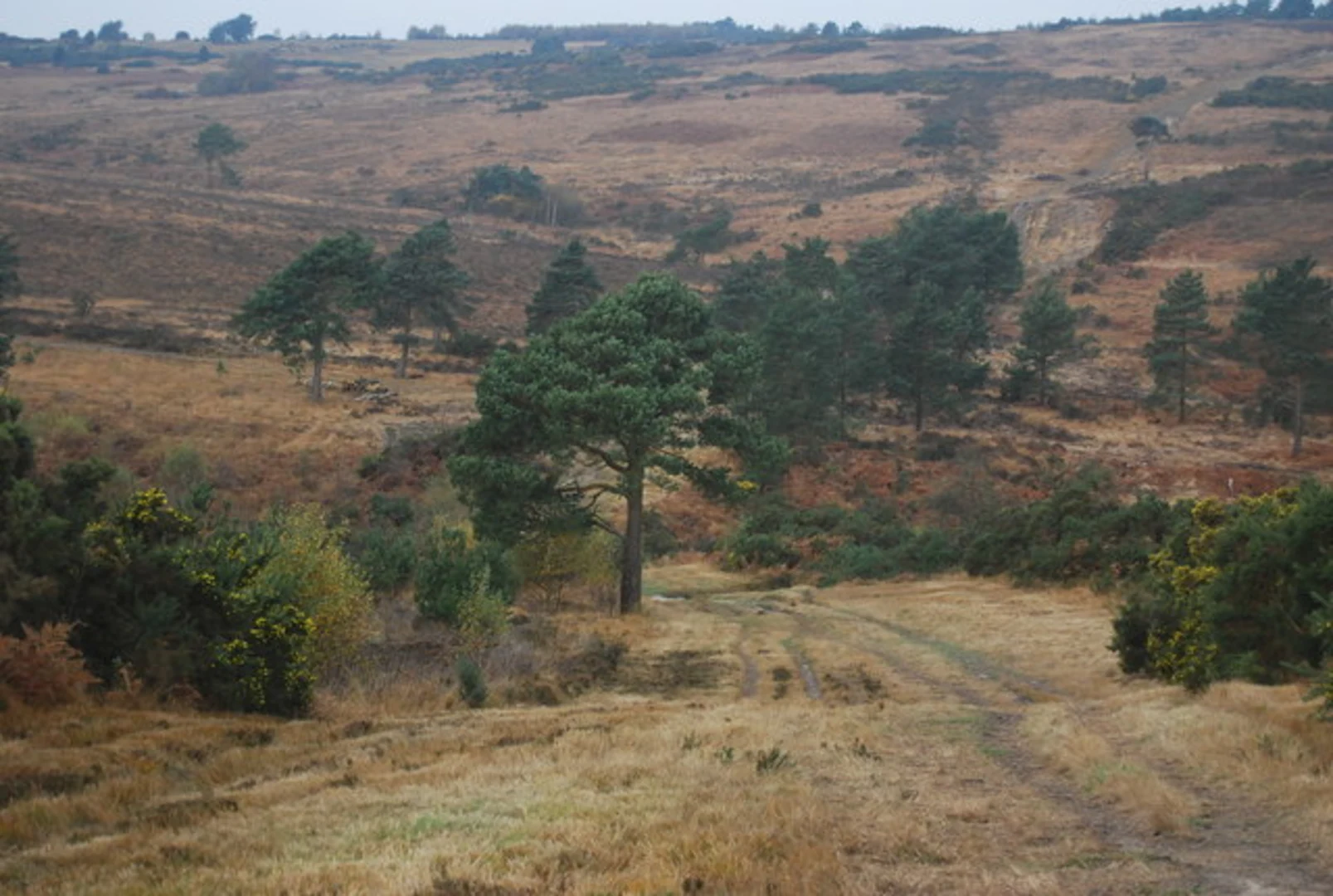 Vanguard Way and Ashdown Forest Loop | East Sussex | England