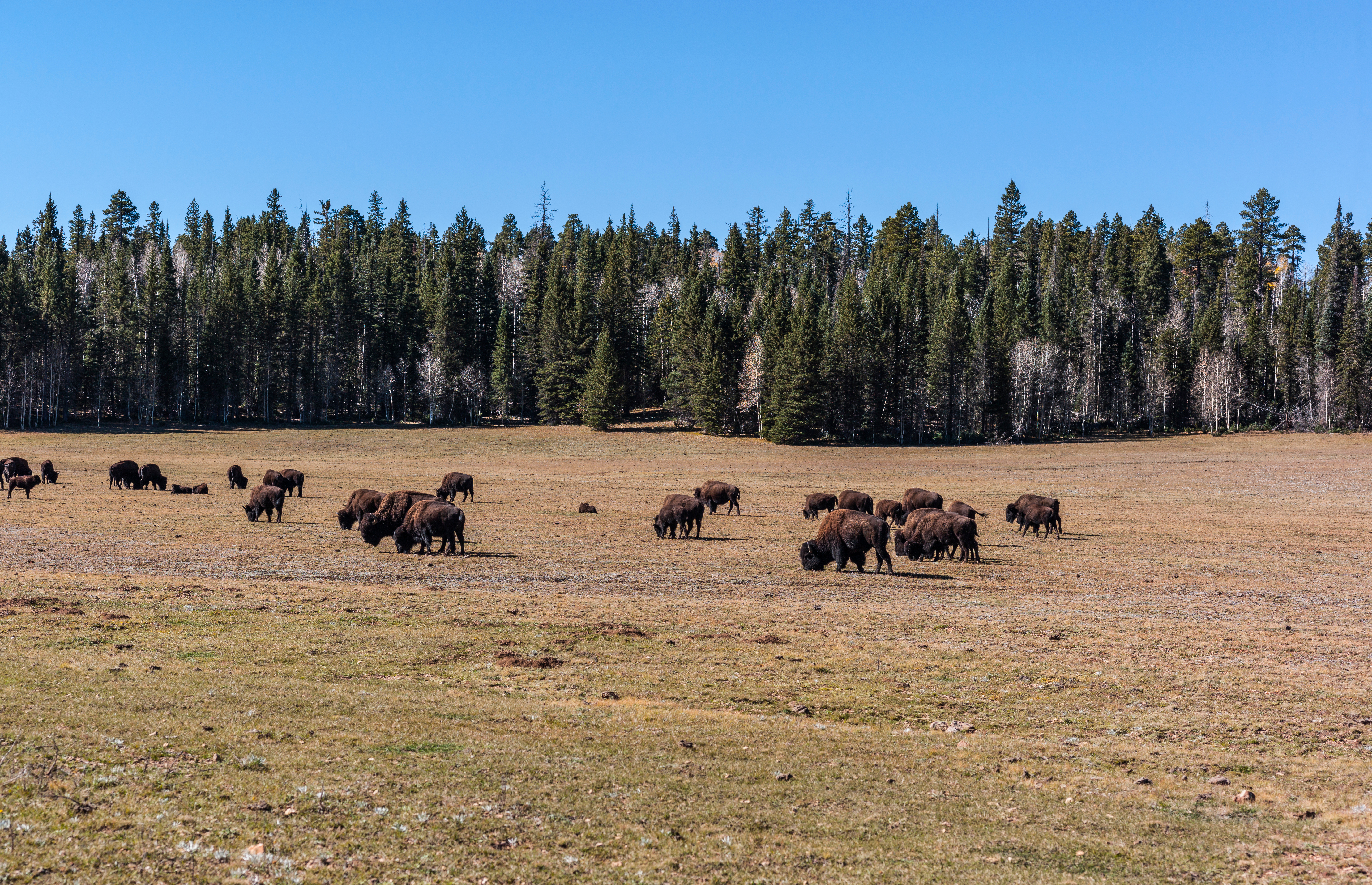 An image depicting the trail Kaibab National Forest and its surrounding area.