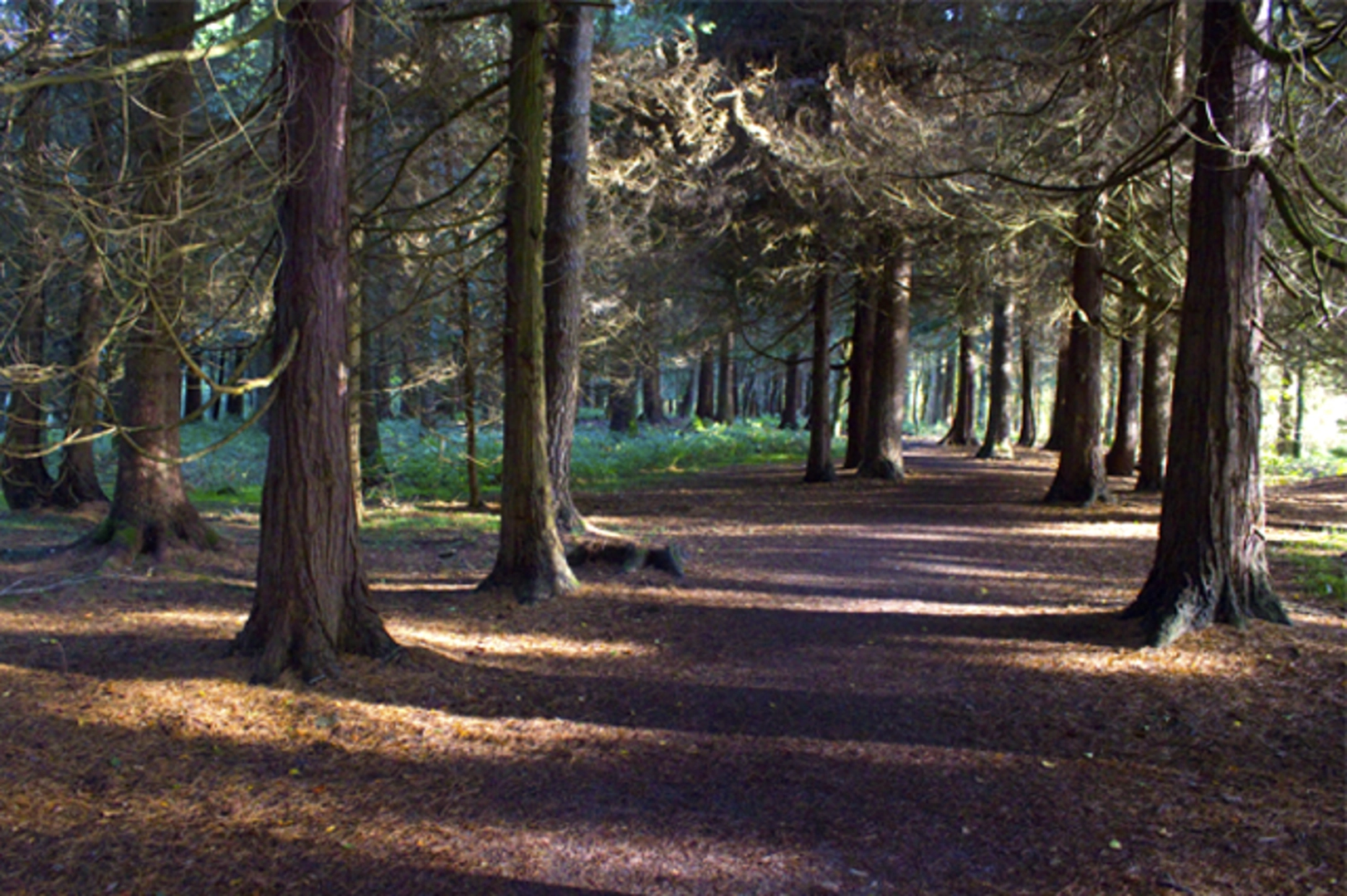An image depicting the trail Marl Bog - Lakeside Walk and its surrounding area.