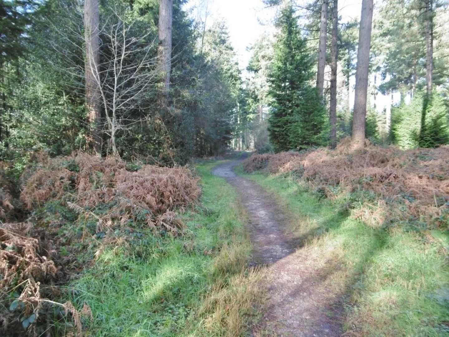 An image depicting the trail Puddletown Forest Loop and its surrounding area.