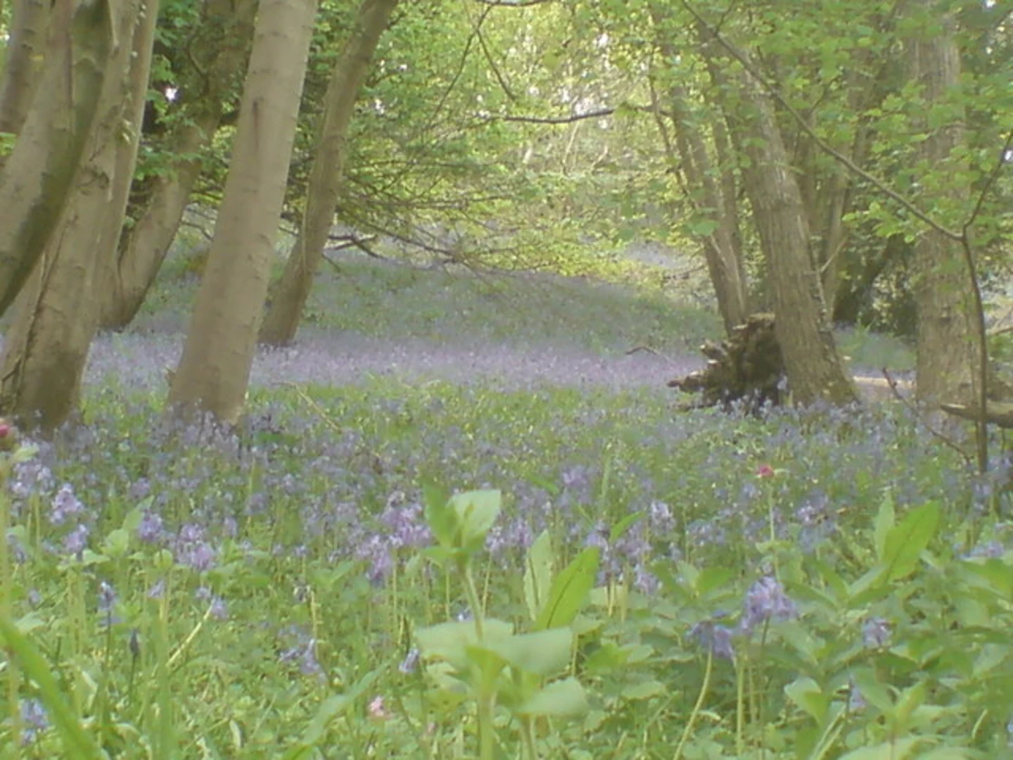 An image depicting the trail Greyfield Woods and its surrounding area.