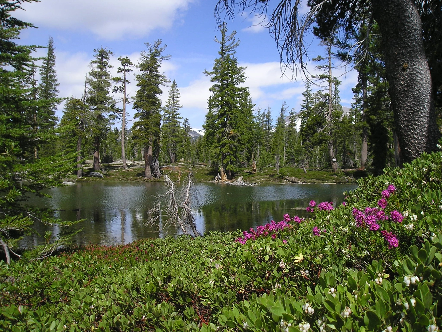 An image depicting the trail Bench Lake and Sifford Lakes Loop via Kings Creek Trail and its surrounding area.