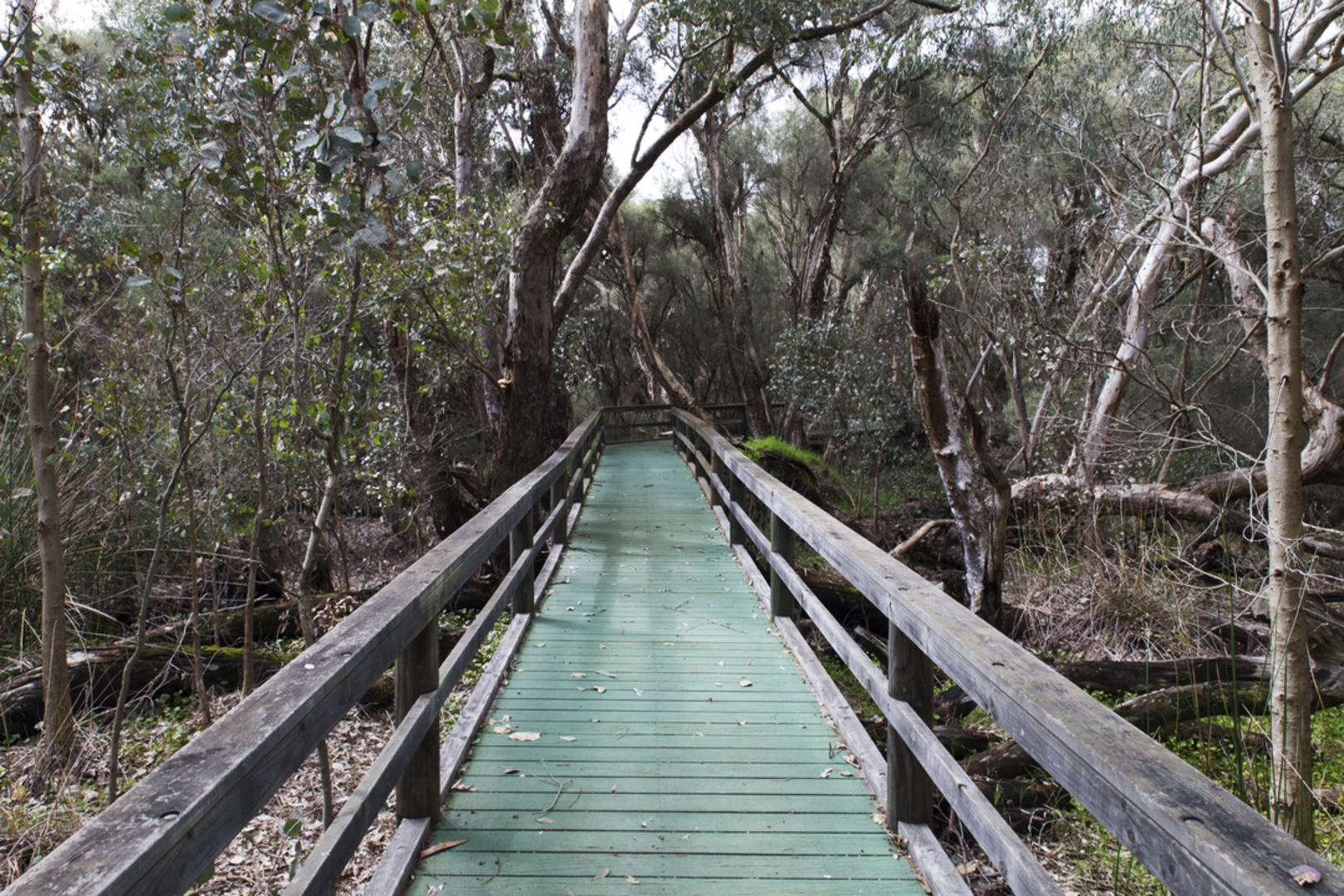 An image depicting the trail Spectacles Banksia Trail and its surrounding area.