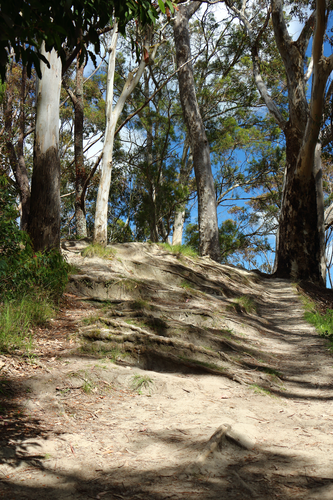 Piwakawaka Loop