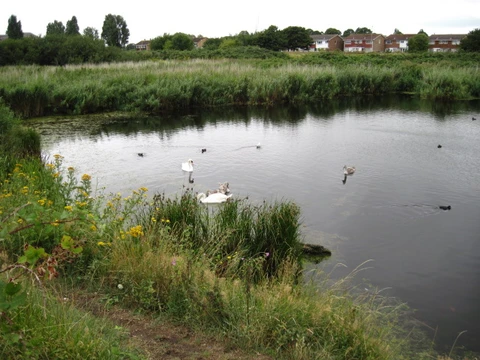 Swan Lake, Farlington Marshes Nature Reserve and Chalkdock Lake Loop
