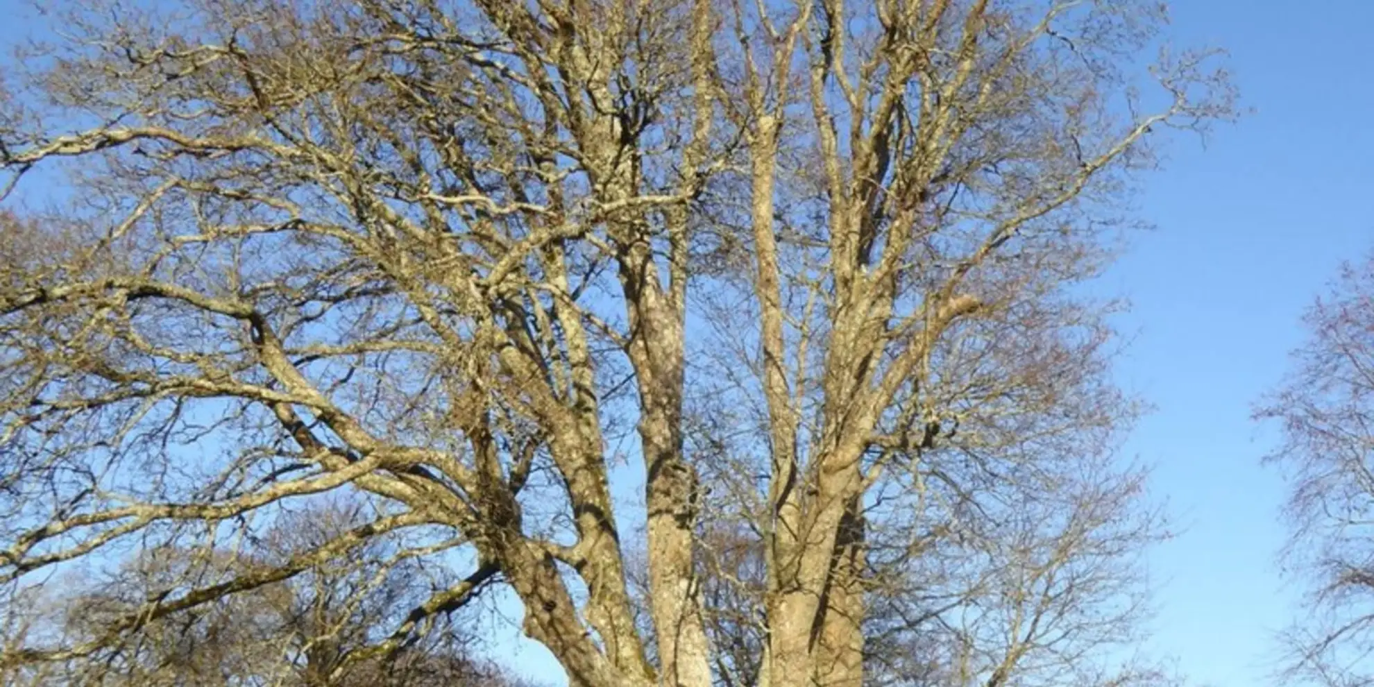 An image depicting the trail Saltram Boundary Walk and its surrounding area.