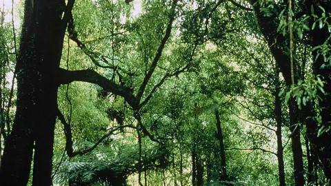 Mapara Track