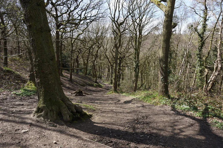 Stoneycliffe Wood Nature Reserve Loop