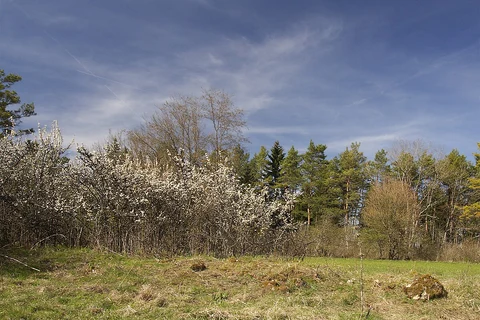 Dattinger Berg Loop via Leopoldshochwald