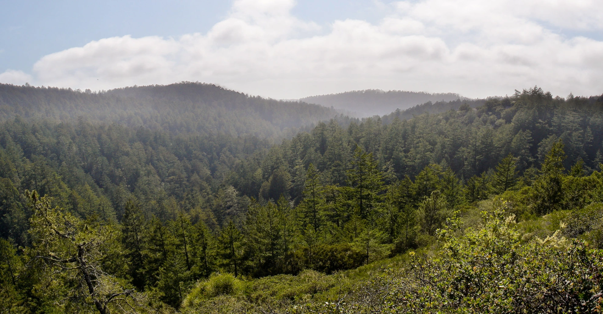 An image depicting the trail Little Butano Creek Loop Trail and its surrounding area.