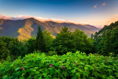 Green Knob Trail