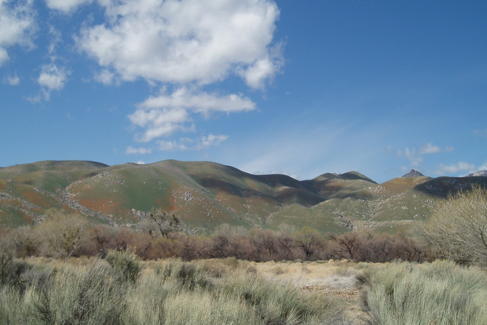 An image depicting the trail Colt Pasture Trail and its surrounding area.