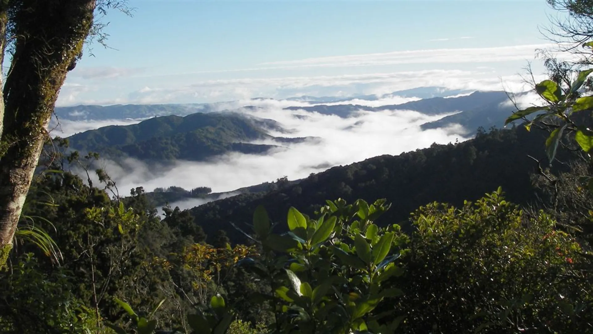 An image depicting the trail Whakanui Track and its surrounding area.