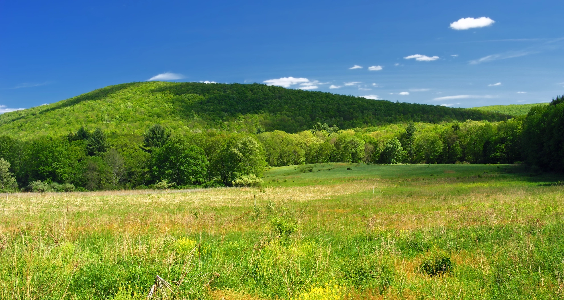 An image depicting the trail Nescopeck Creek and Lake Francis Loop from Honey Hole Road and its surrounding area.
