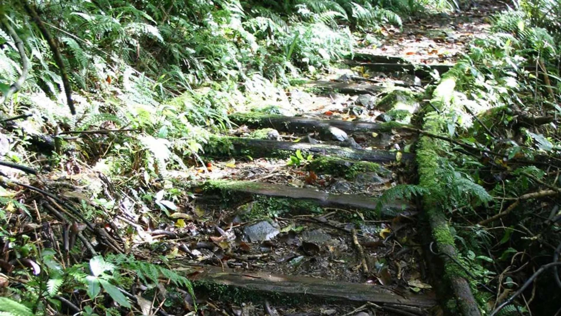 An image depicting the trail Waitewaewae Hut Track and its surrounding area.