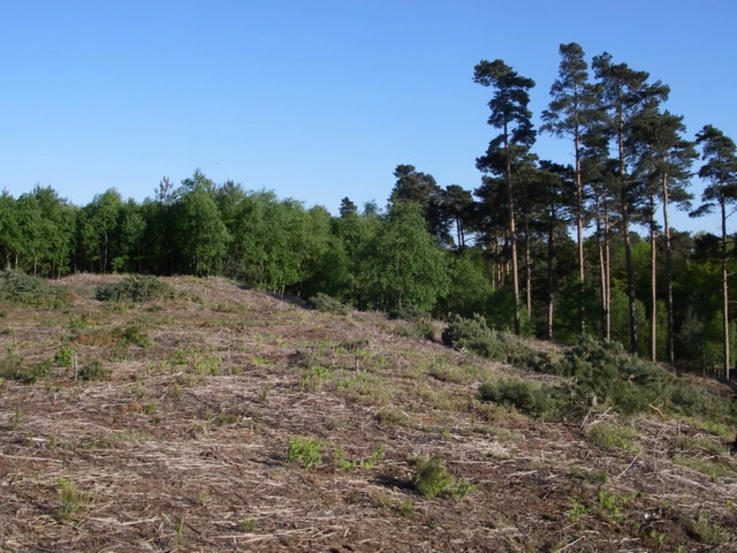 An image depicting the trail Tunstall Forest Loop Walk and its surrounding area.