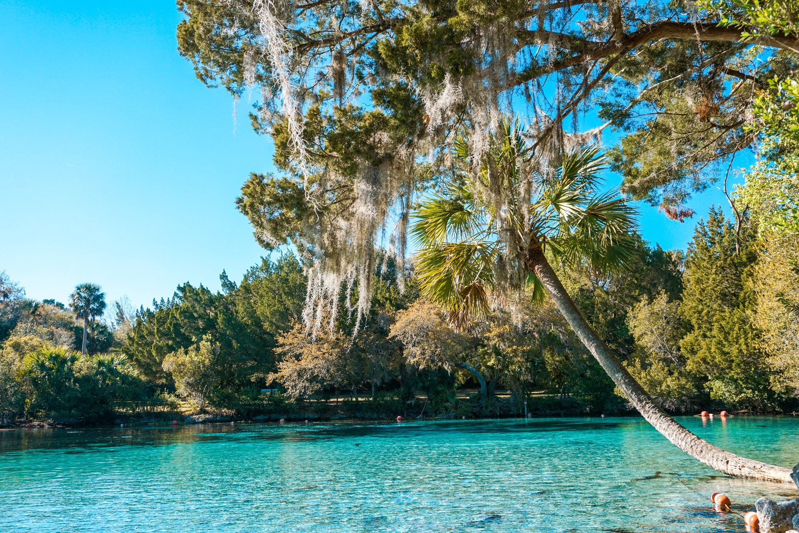 An image depicting the trail Florida National Scenic Trail - Ocala and its surrounding area.