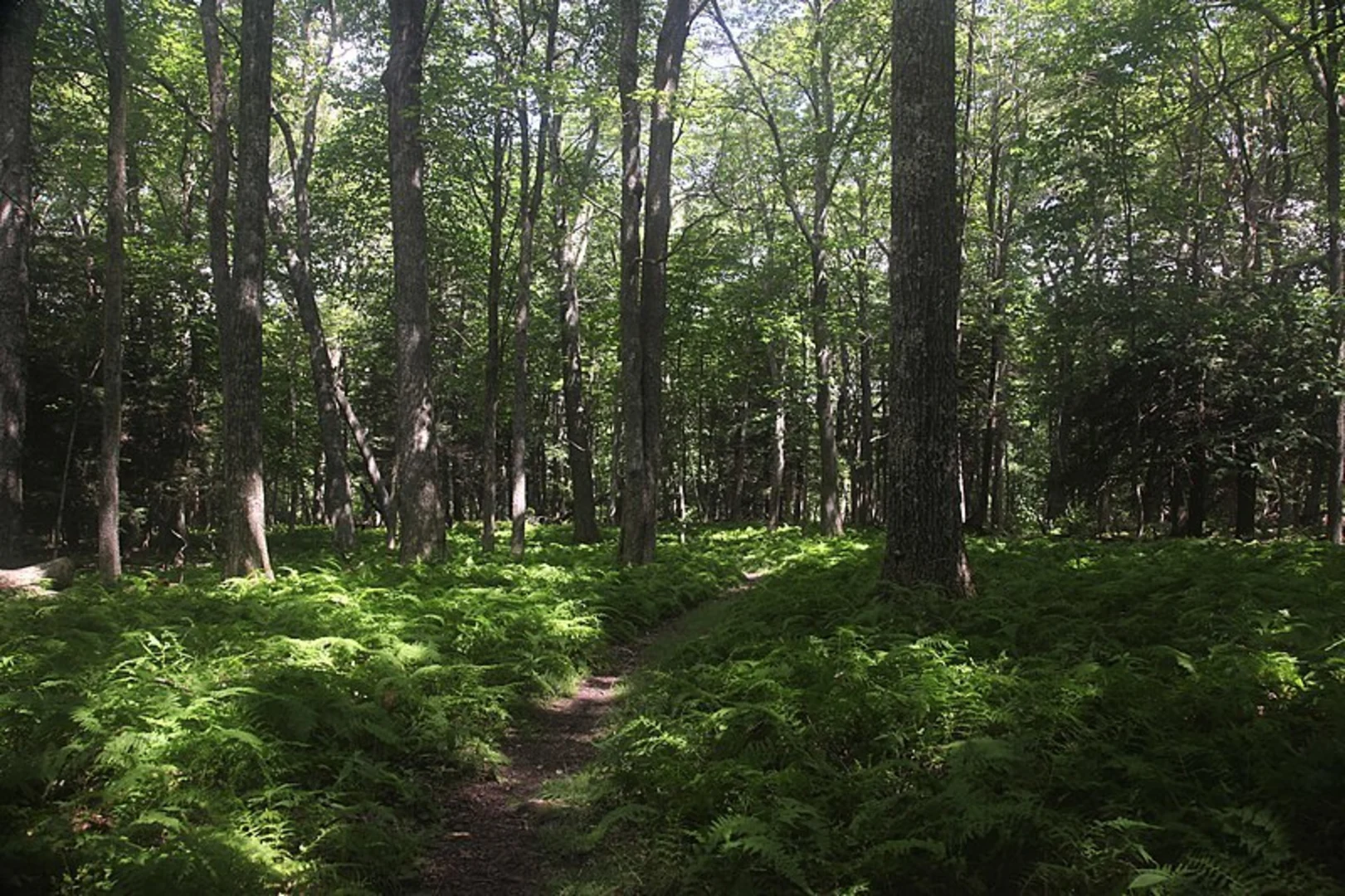 An image depicting the trail War Branch Trail and its surrounding area.