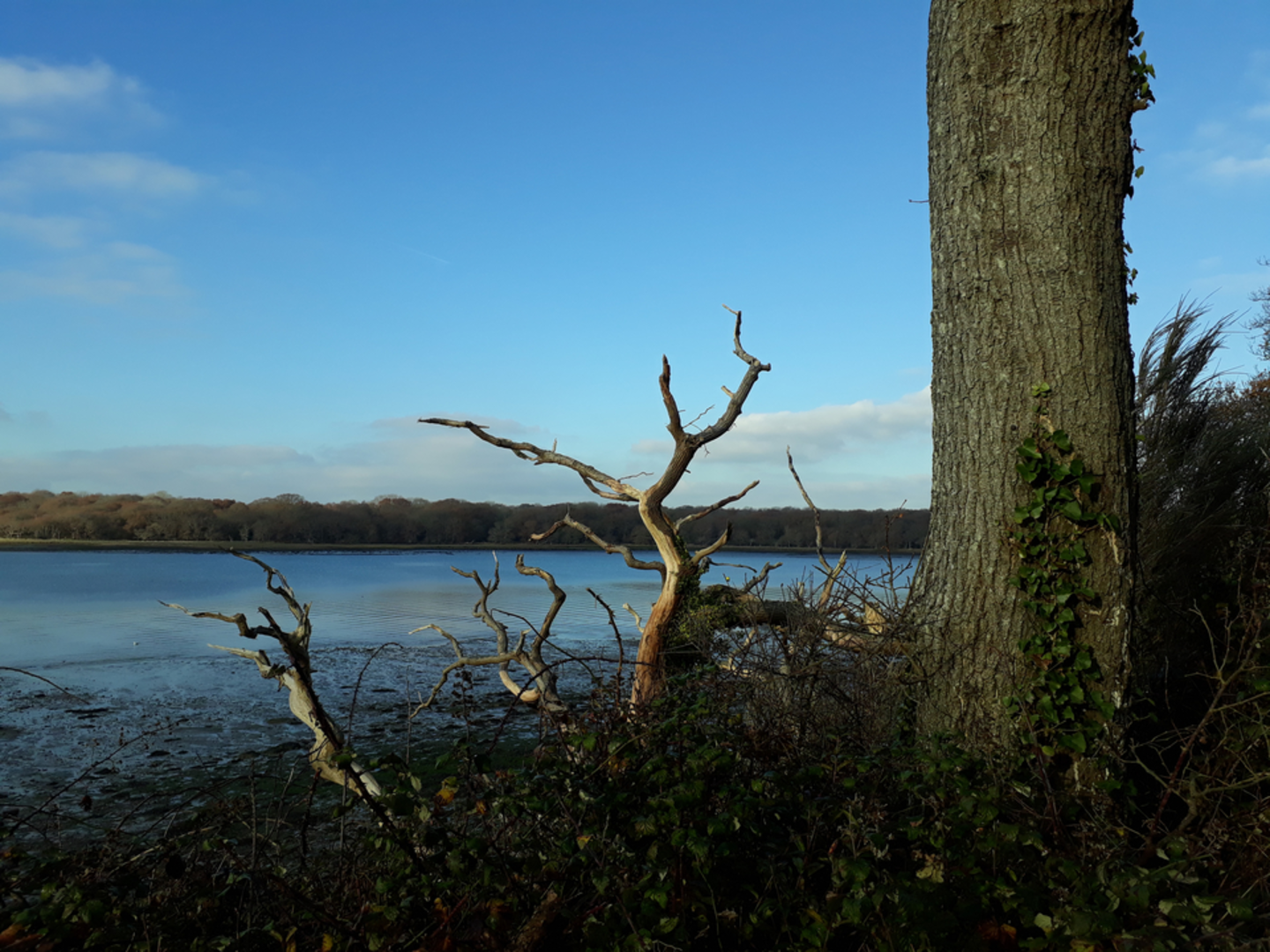 An image depicting the trail The Outdoor Guide - Chichester Canal Walk and its surrounding area.