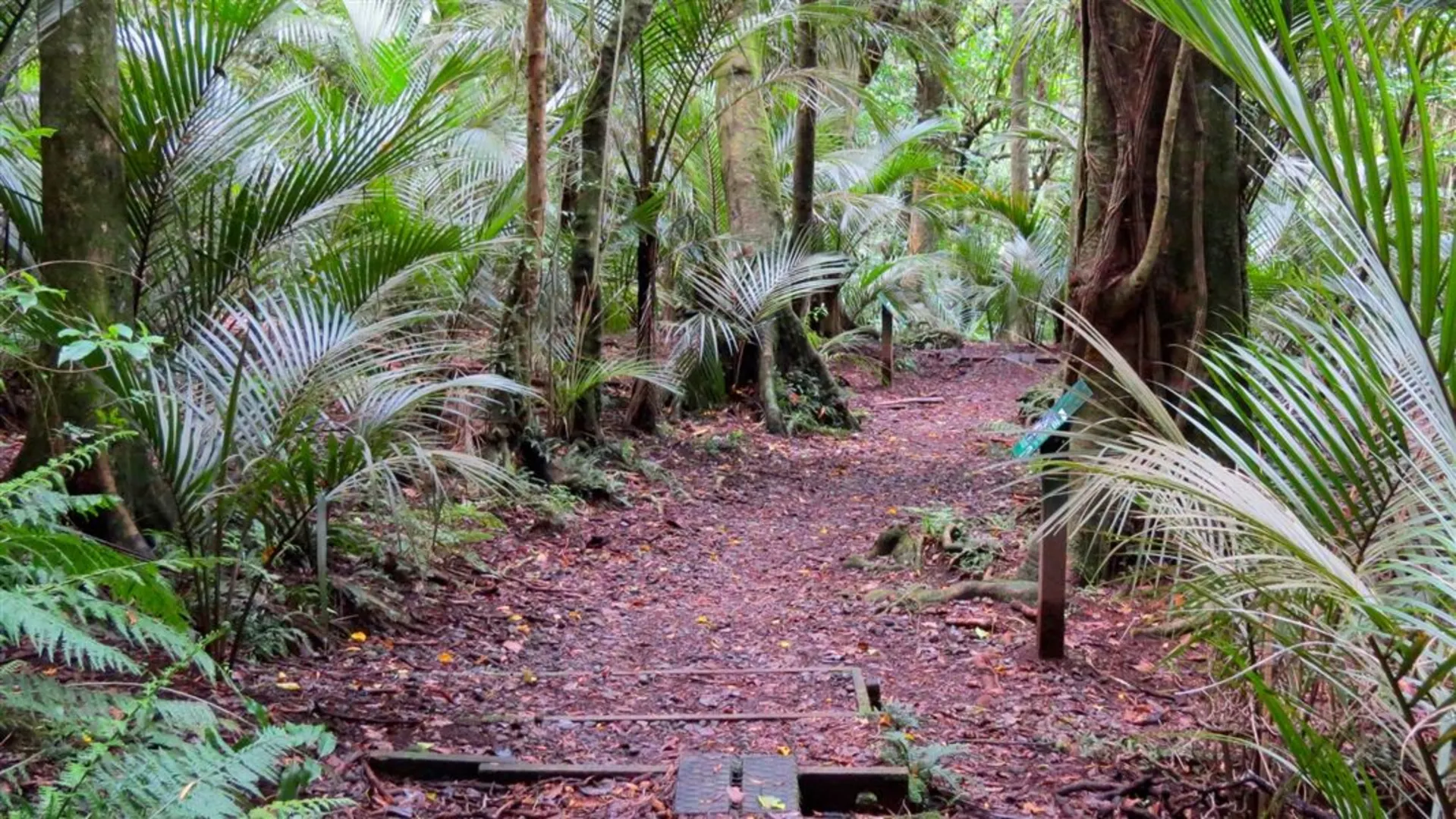 An image depicting the trail Ratapihipihi Scenic Reserve Walk and its surrounding area.