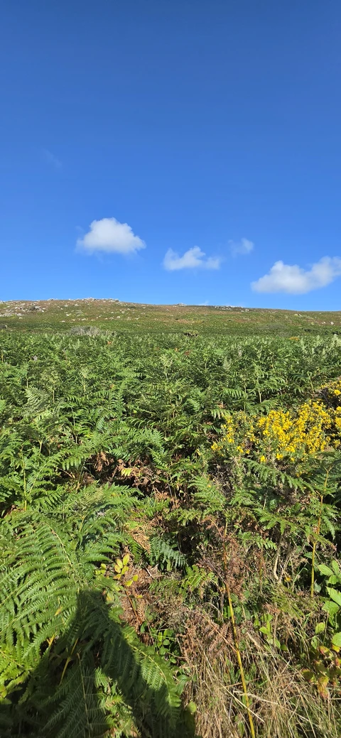 Zennor Hill & Quoits Circular Walk