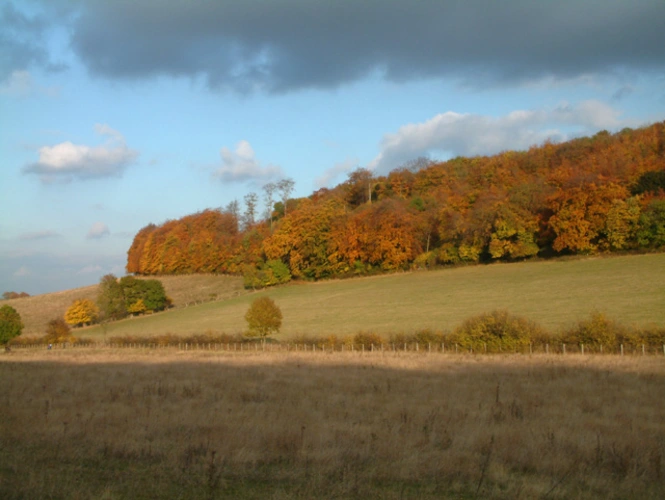 Shoreham Loop via Andrew's Wood