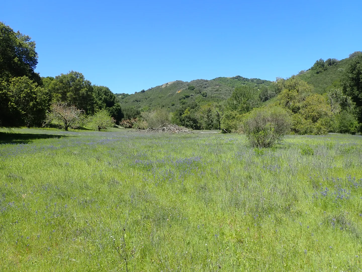 An image depicting the trail Longwall Canyon, Bald Peaks and Little Llagas Creek Loop Trail and its surrounding area.
