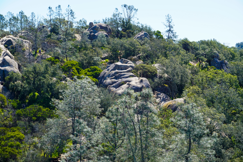 Madrone Canyon Trail and Diablo Regional Trail