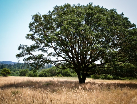 Hendy Woods State Park - Upper Loop