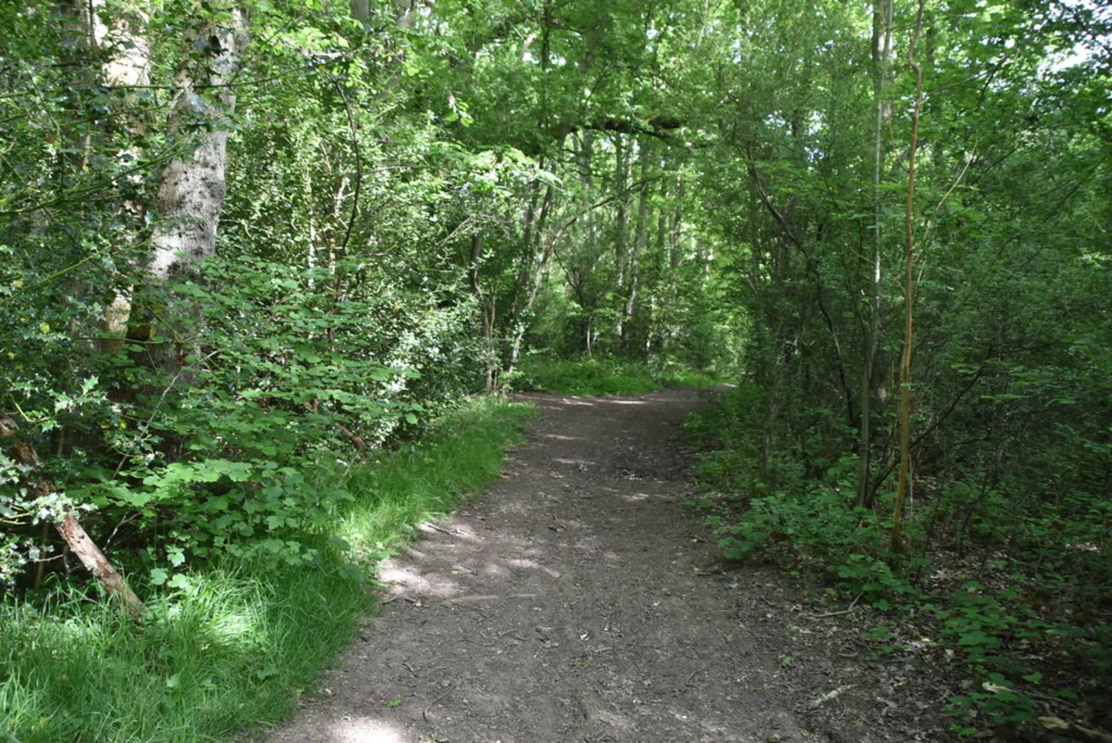 An image depicting the trail Crofton Wood Loop and its surrounding area.