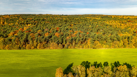 Hooge heide, bergherbosch and Montferland Loop