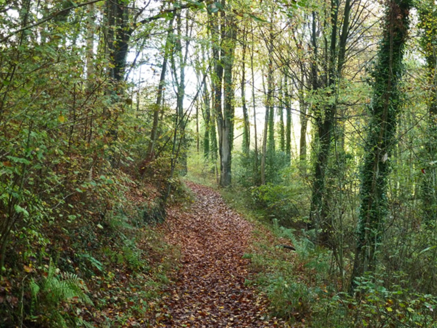 An image depicting the trail War Down and Long Woodland Trail and its surrounding area.