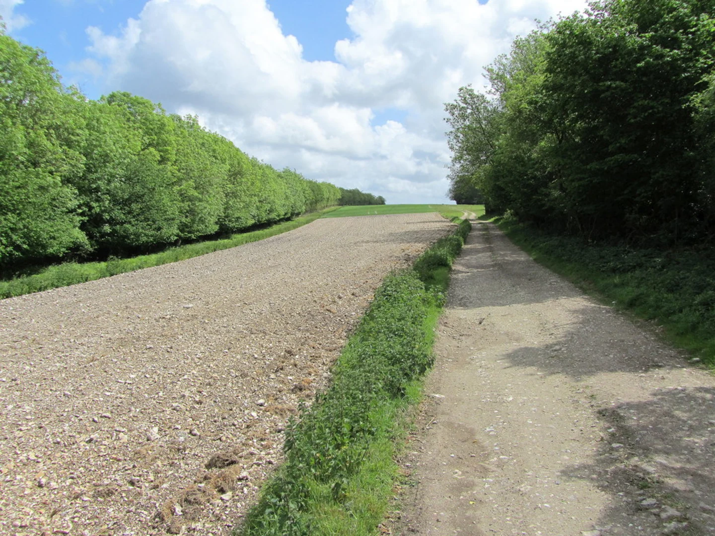 An image depicting the trail Eastdean Wood and Graffham Down Loop and its surrounding area.