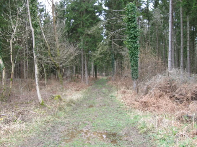 Ampfield Wood Loop - Brentry