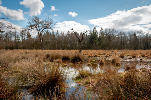 Oostappensche Heide and Dennendijkse Bossen Loop
