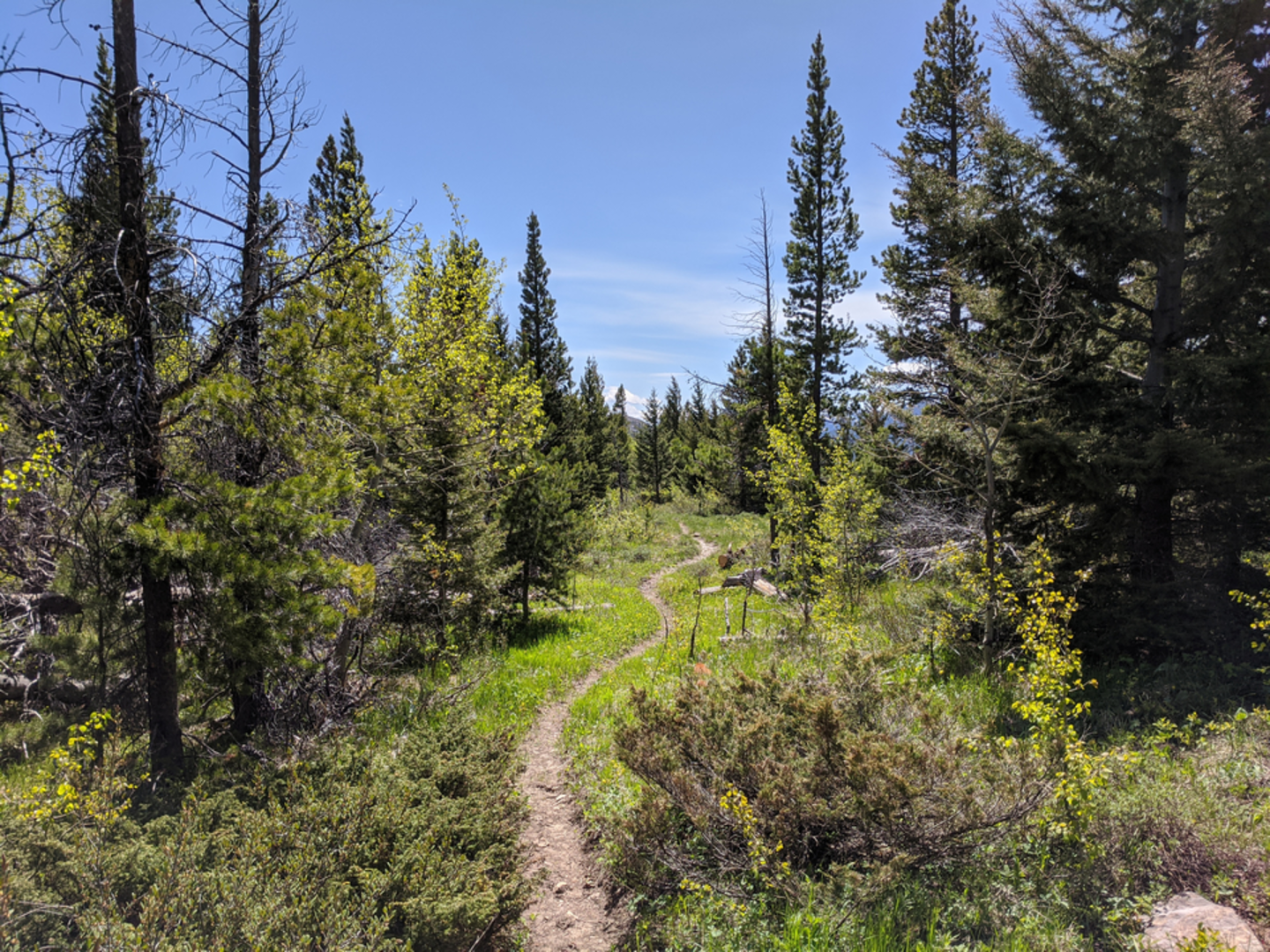 An image depicting the trail South Fork Sun Low Water Trail via CDT and its surrounding area.
